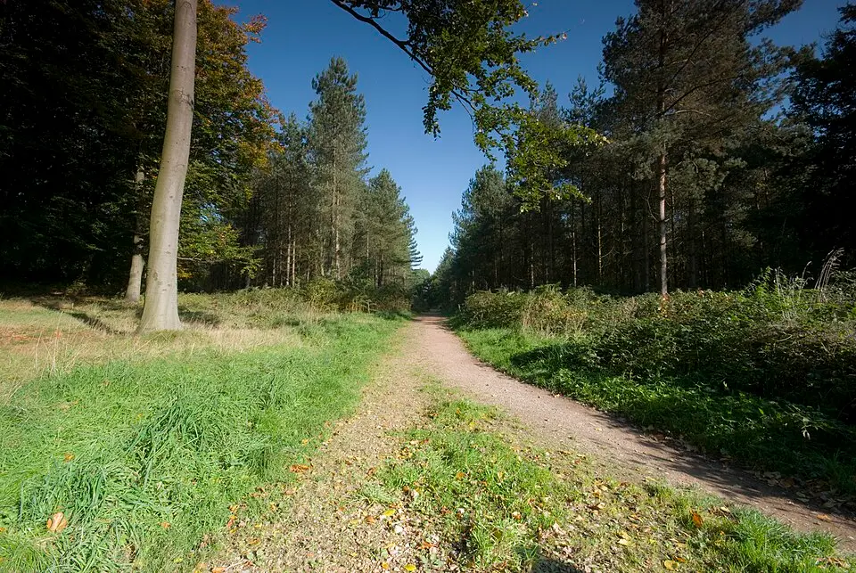 Cannock Chase
