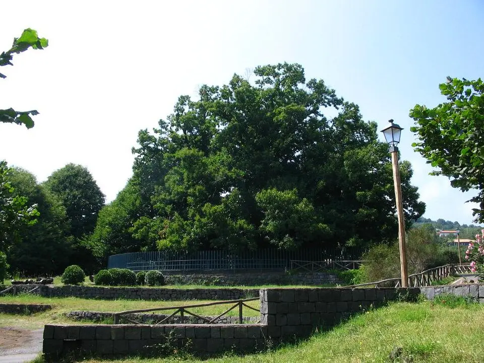 Châtaignier des cent chevaux