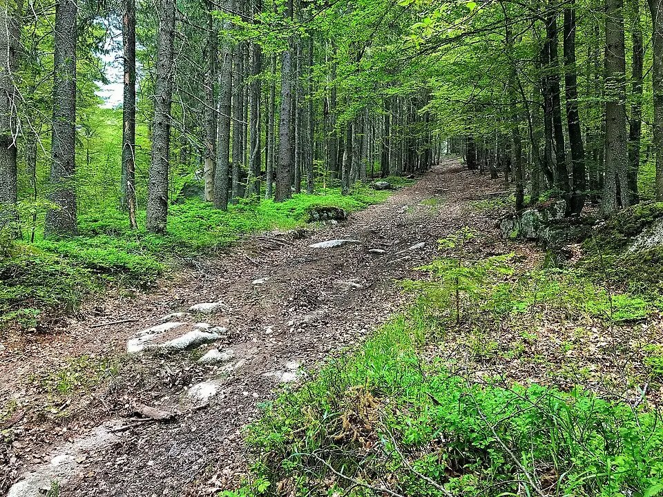 Strážný