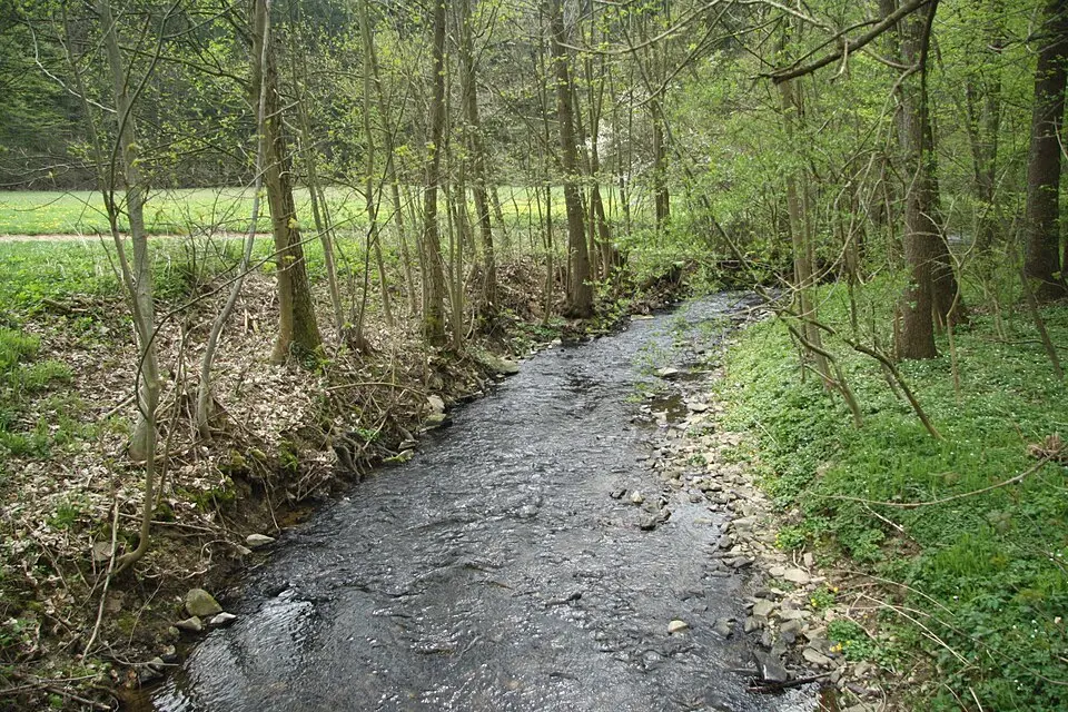 Chvojnice