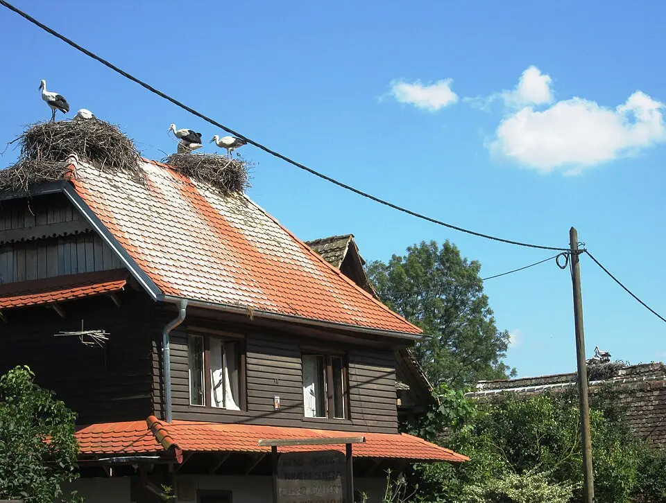 Čigoč