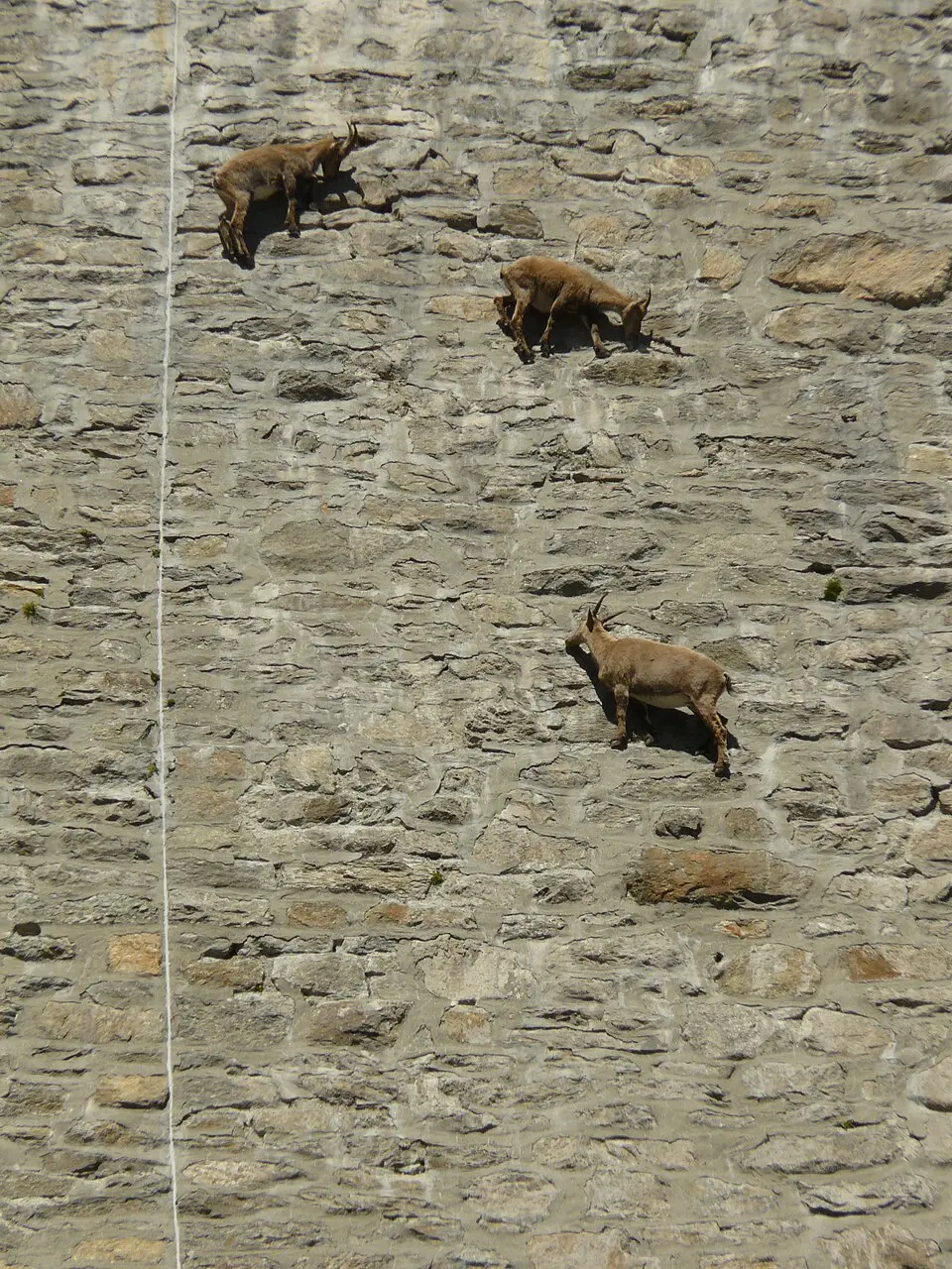Diga del Cingino