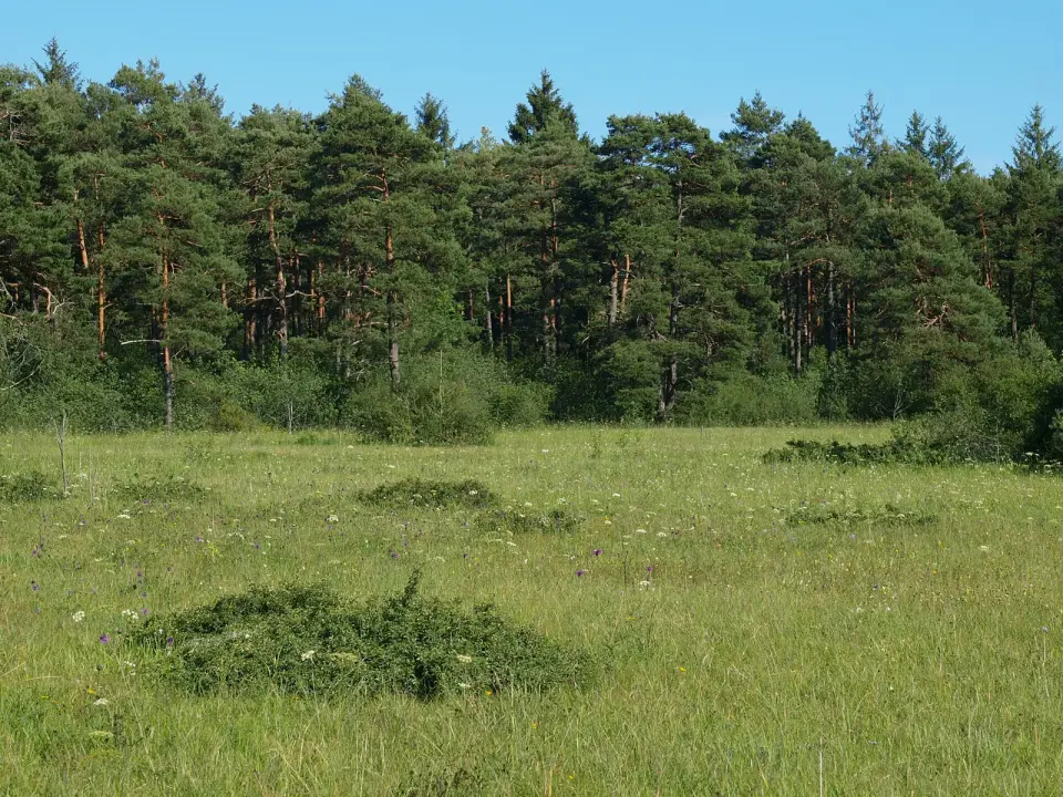 Slika: Andreas Kunze · CC BY-SA 3.0 Königsbrunner Heide