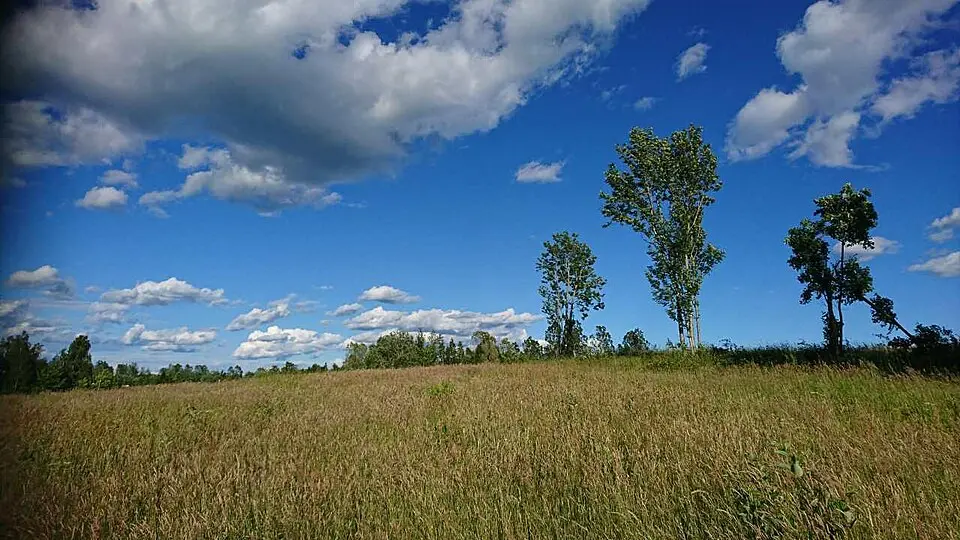 Viaskogen