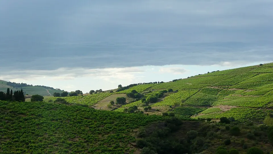 Banyuls AOC