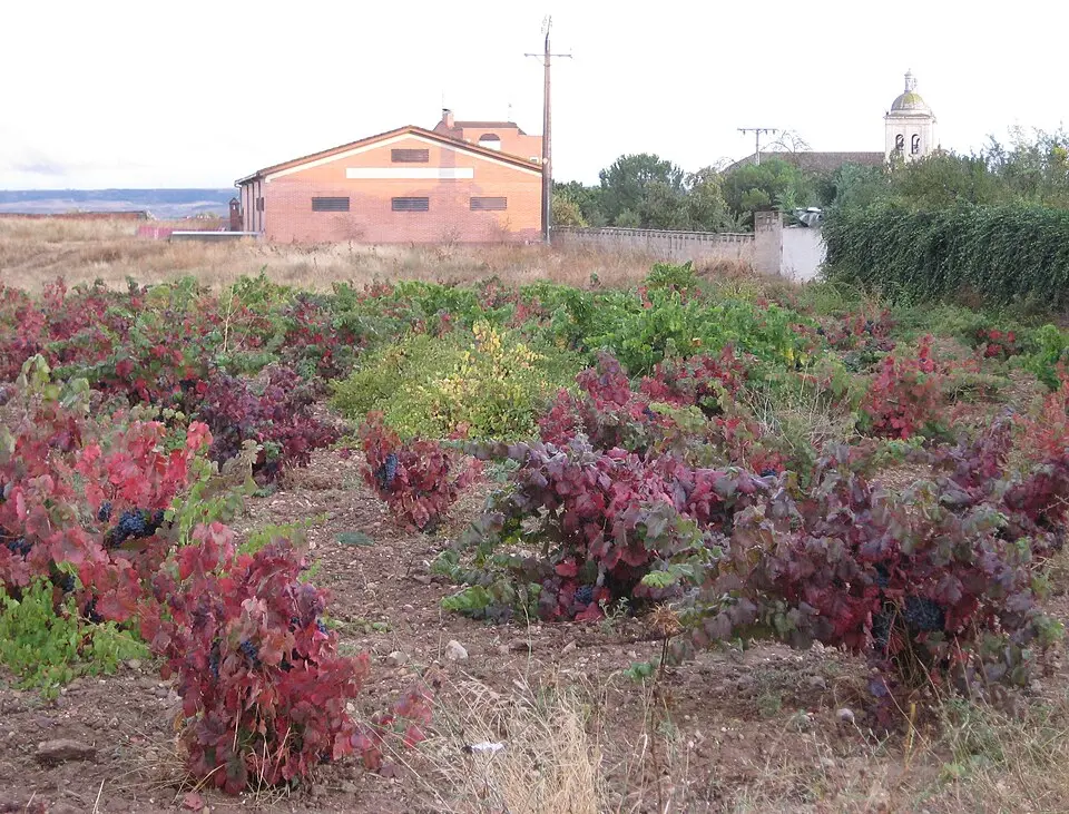Cigales (vino)