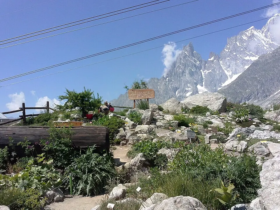 jardin botanique alpin Saussurea