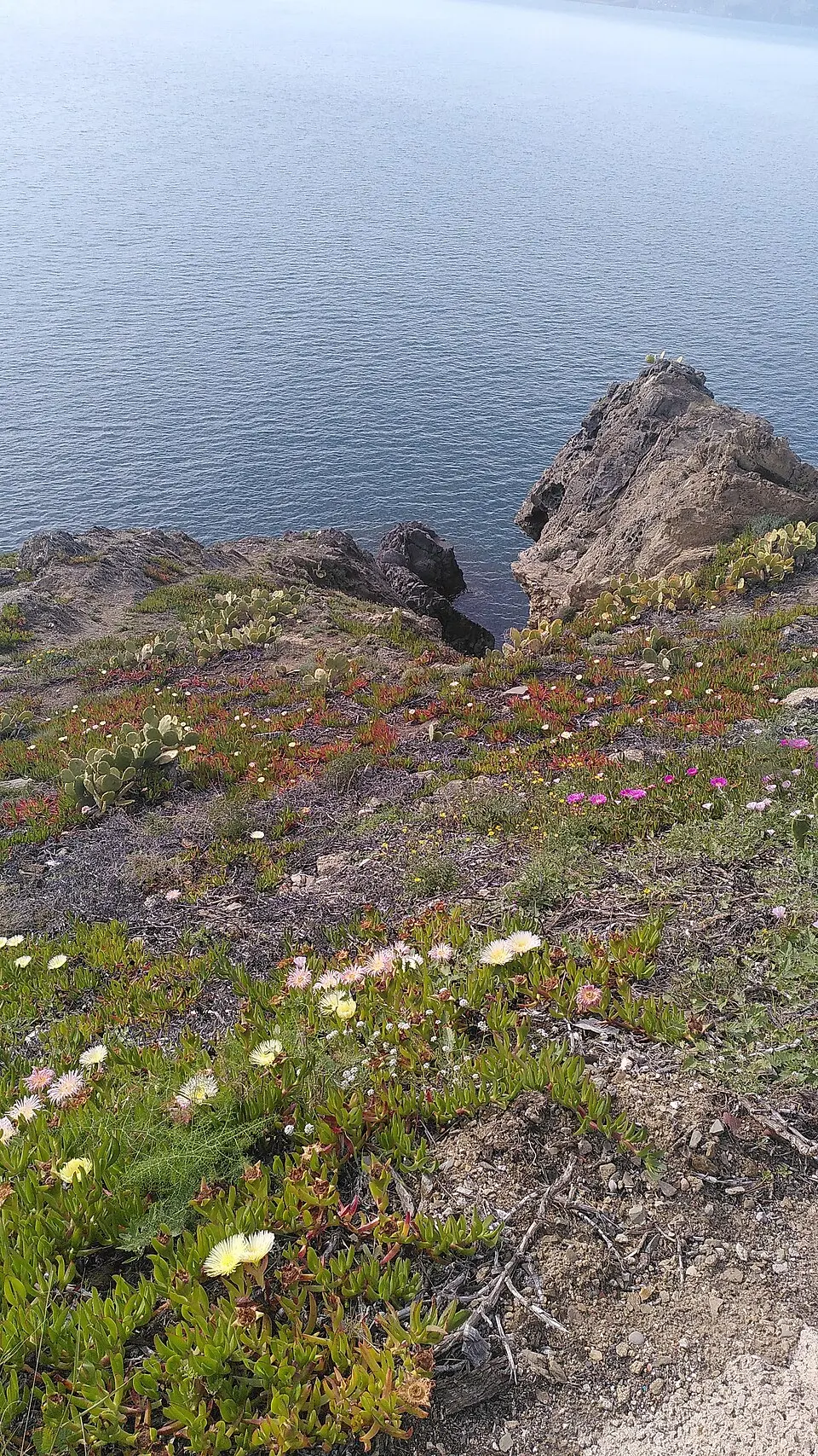 Cova del Conill