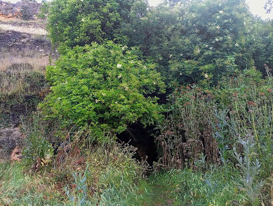 Cueva de la Vaquera
