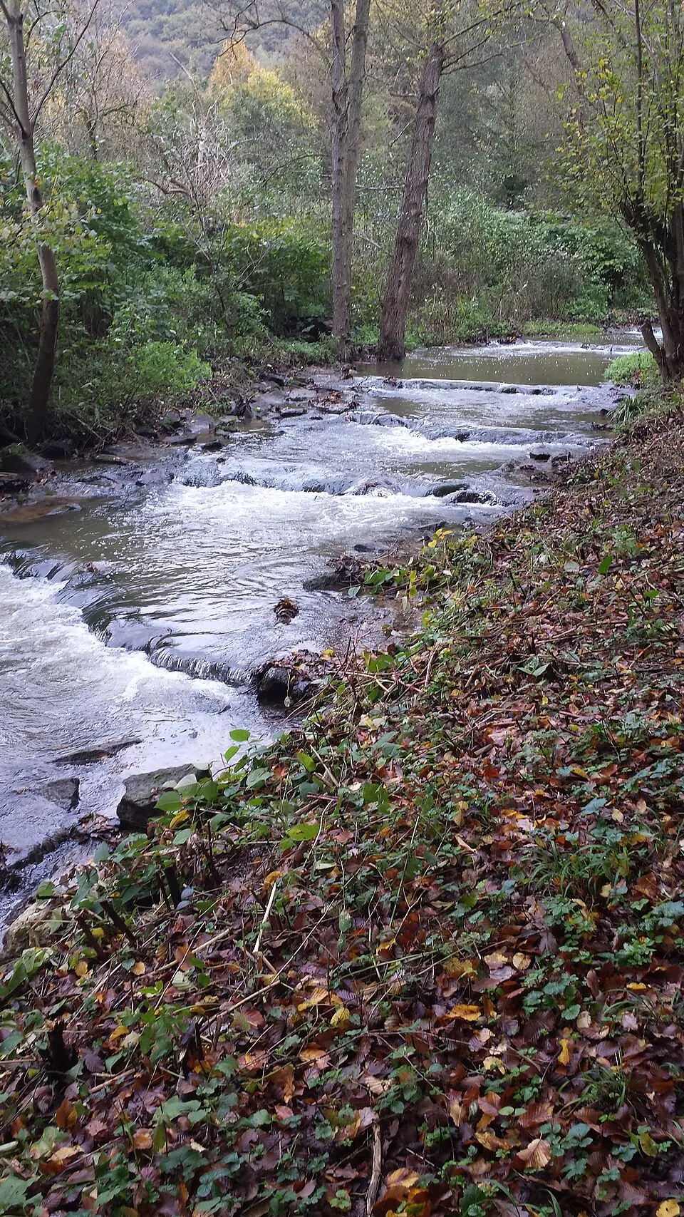 Brohlbach