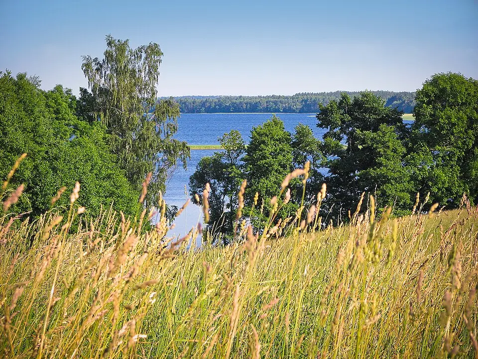 Ryčy