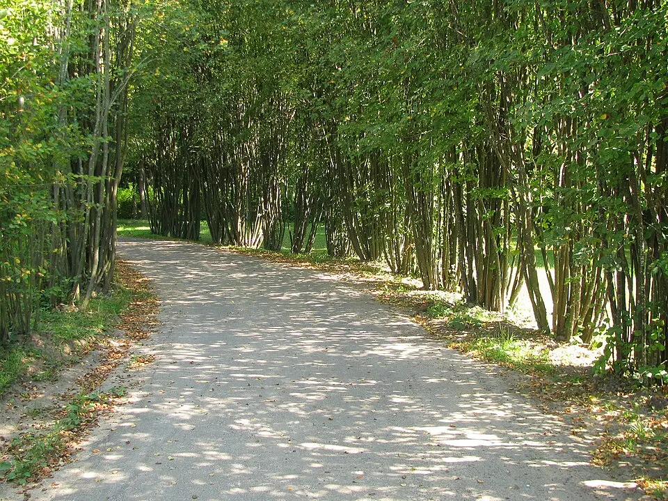 Арэхаўна