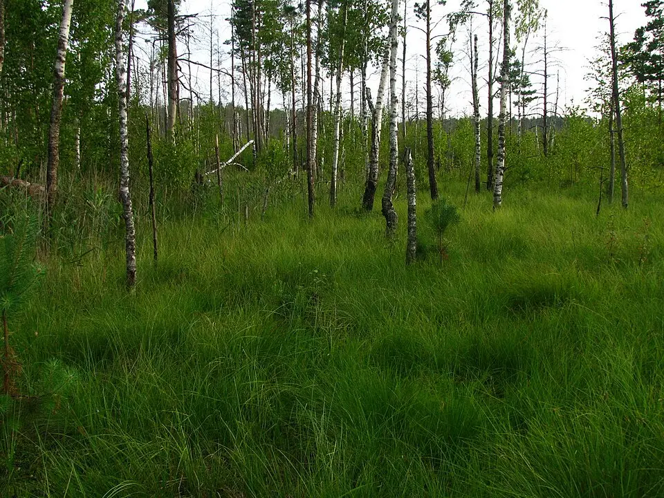 Yelnya Swamp