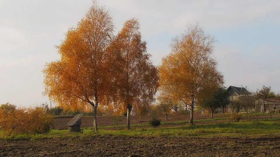 Гатушкі