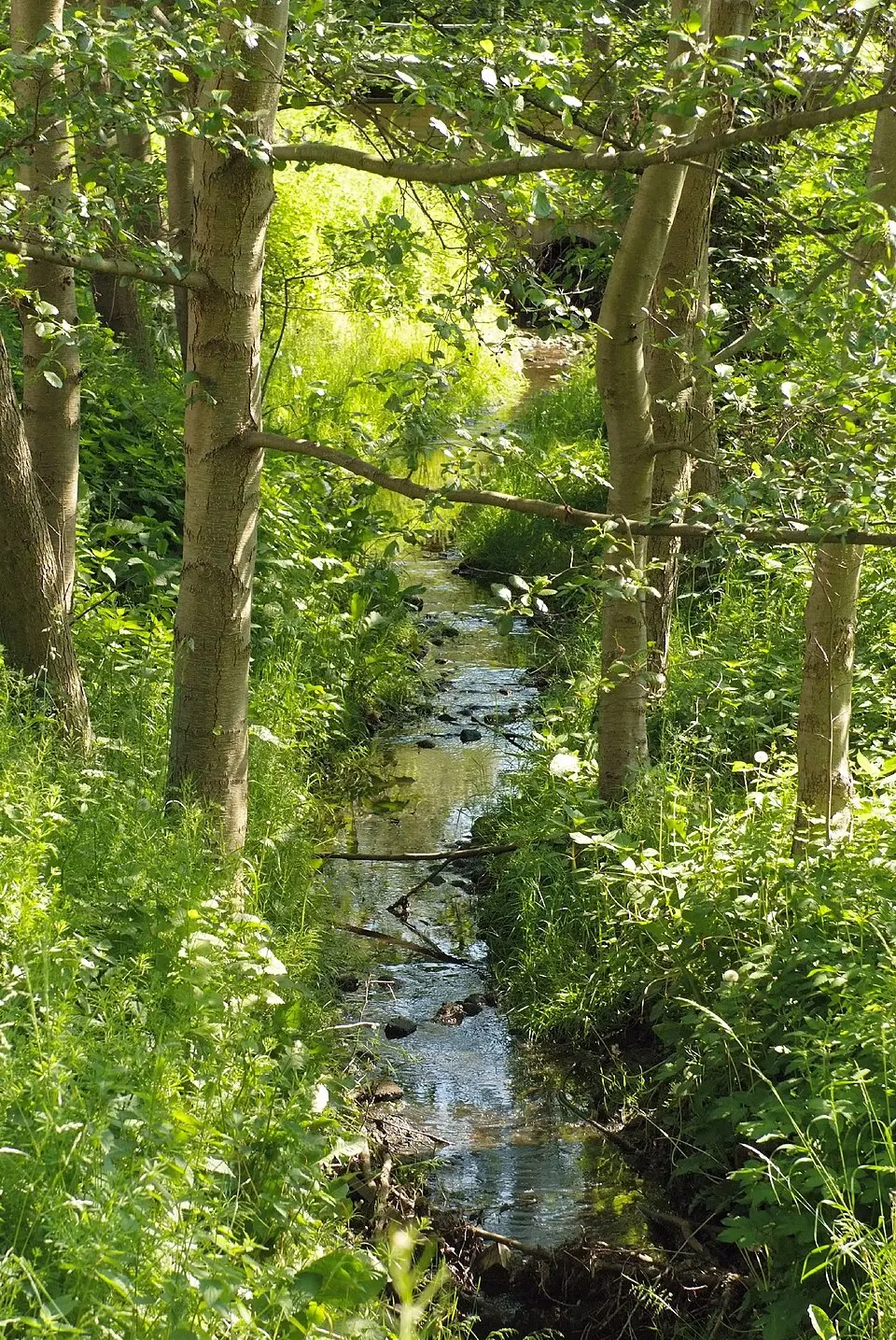 Rahlau