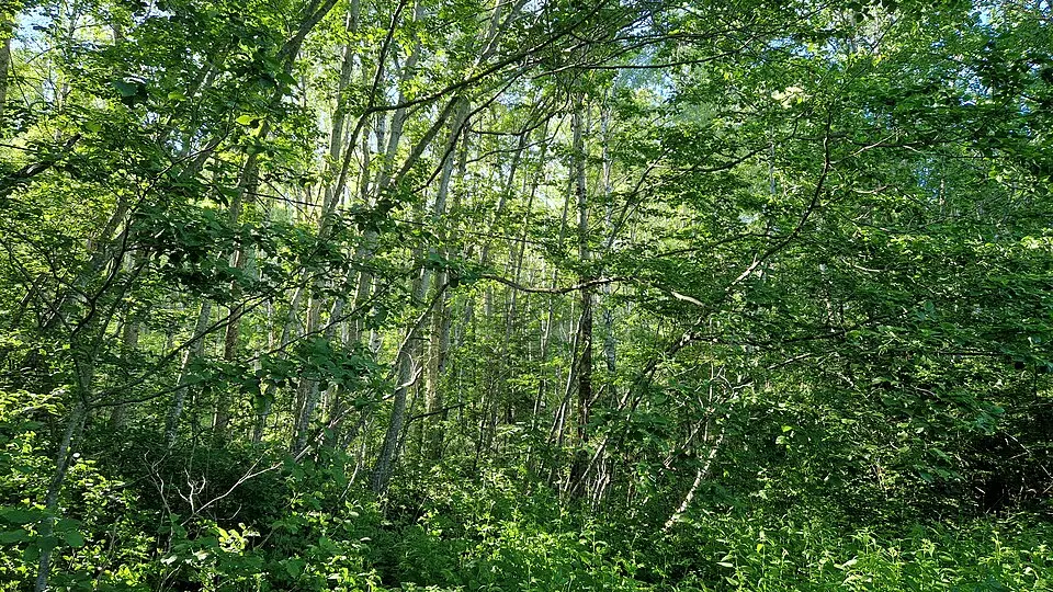 Dalbo naturreservat