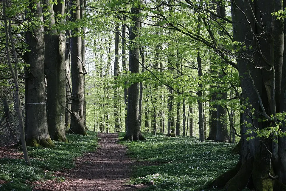 Dalby Norreskog