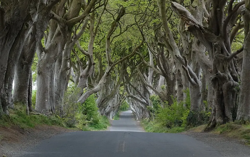 Buchenallee Dark Hedges