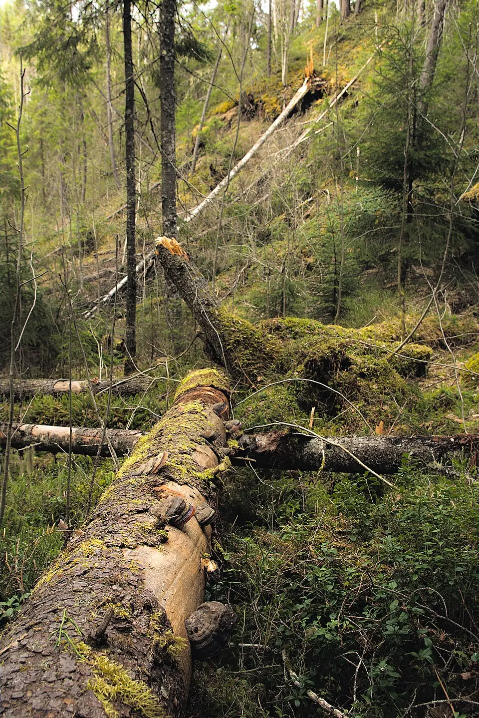 Rankarberget