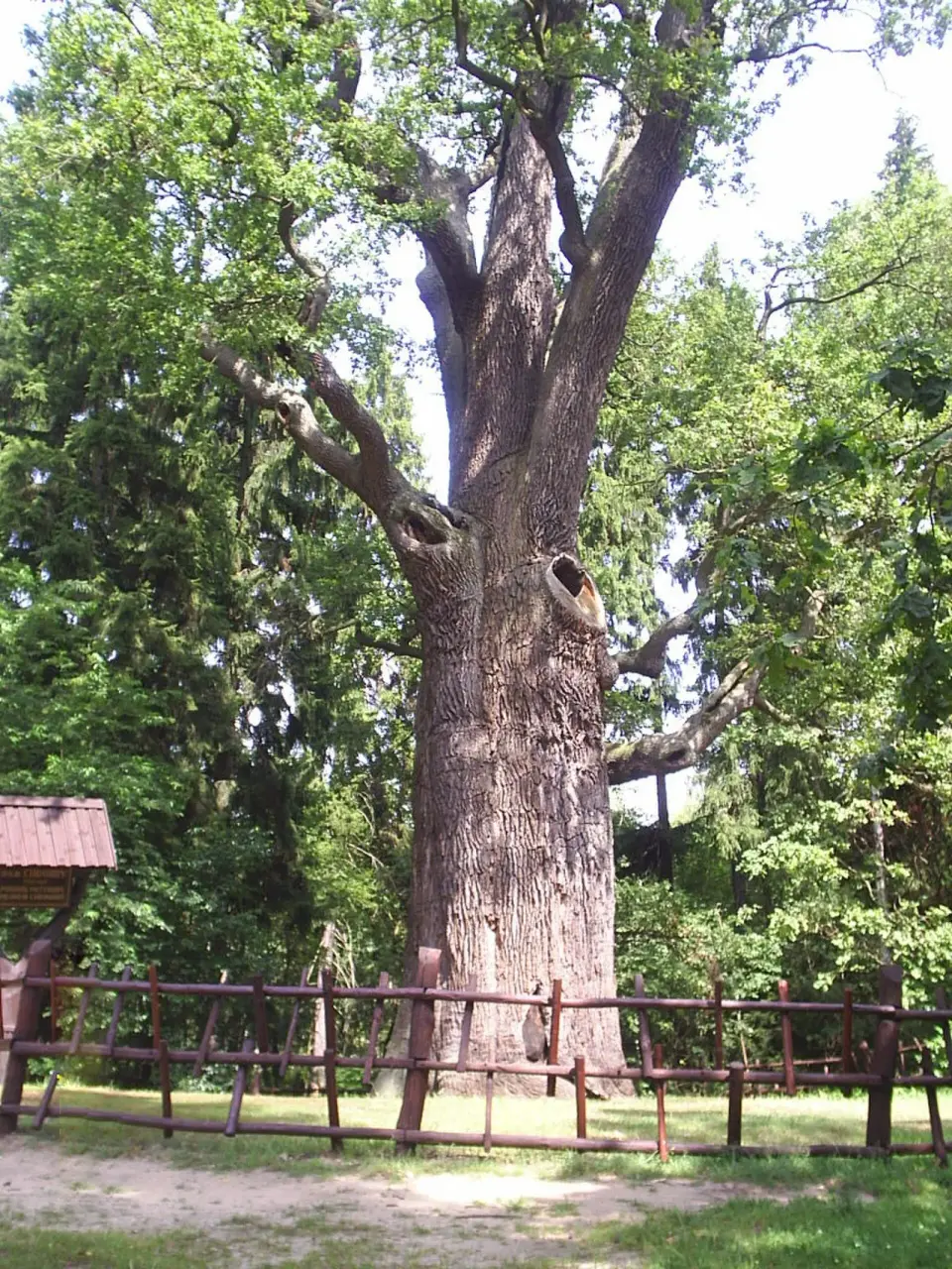 Chrobry-Eiche