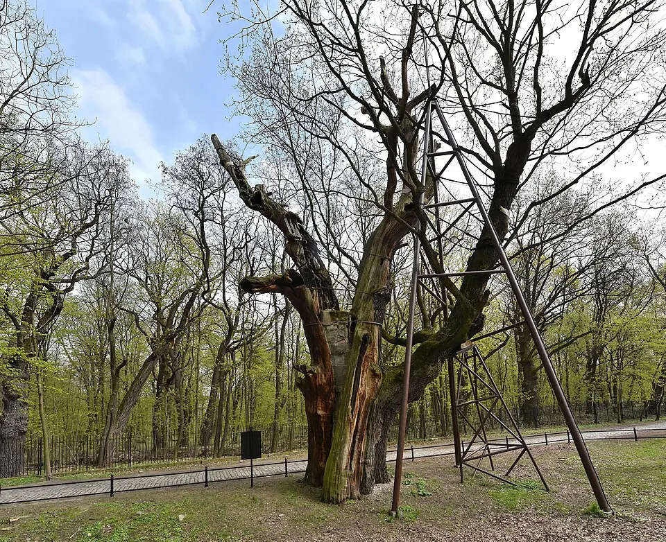 Obrázok: Adrian Grycuk · CC BY-SA 3.0 PL Dąb Mieszko I