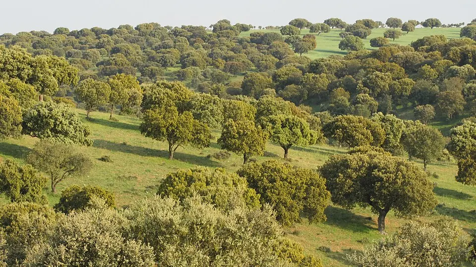 comarca de Guijuelo