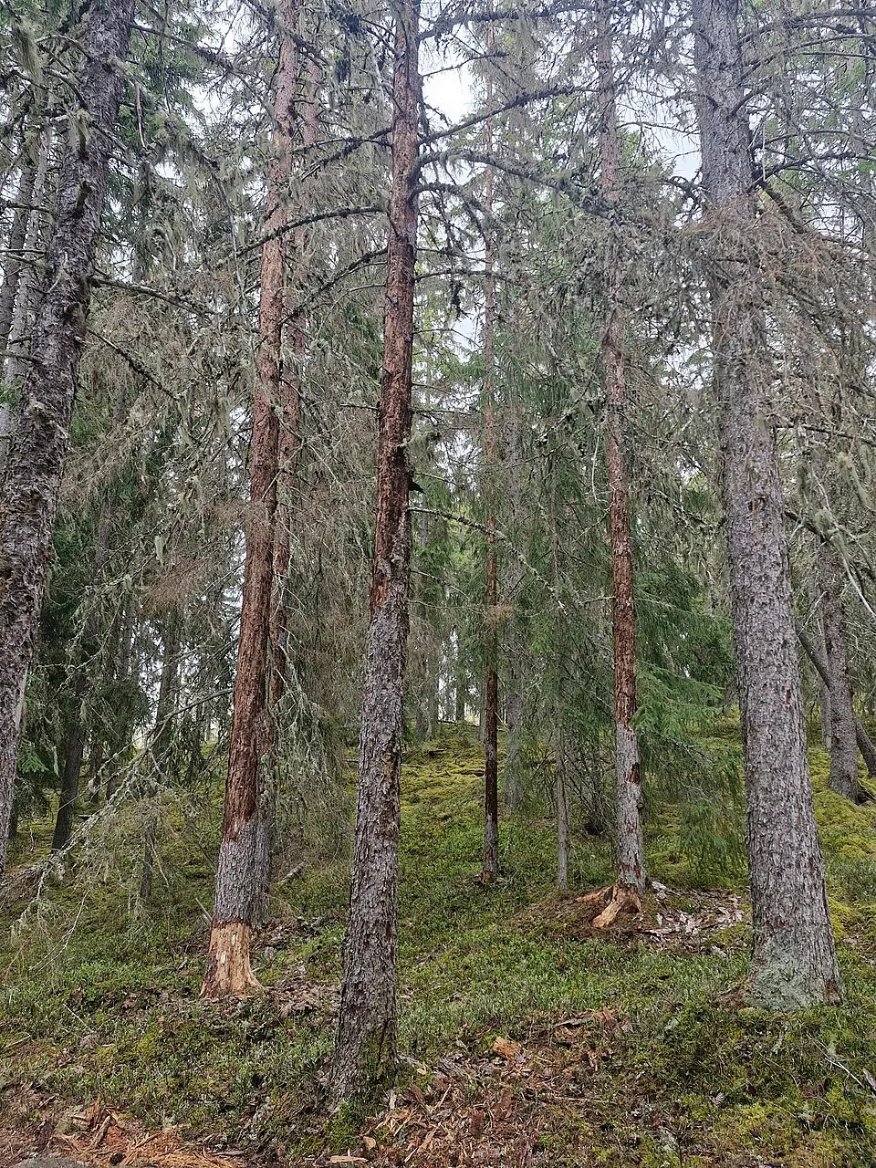 Digerberget