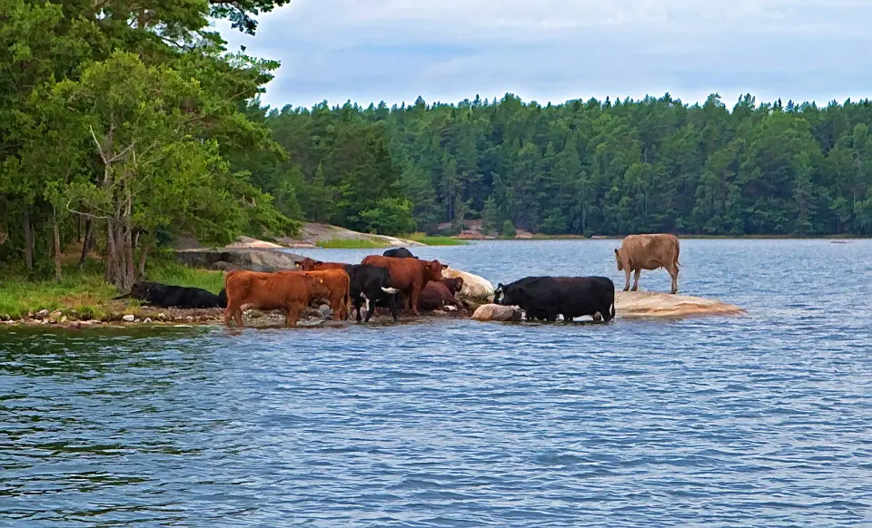 Hjälmö-Lådna