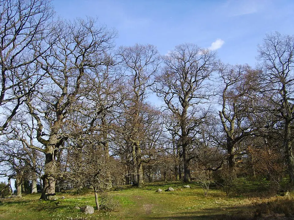 Djurön