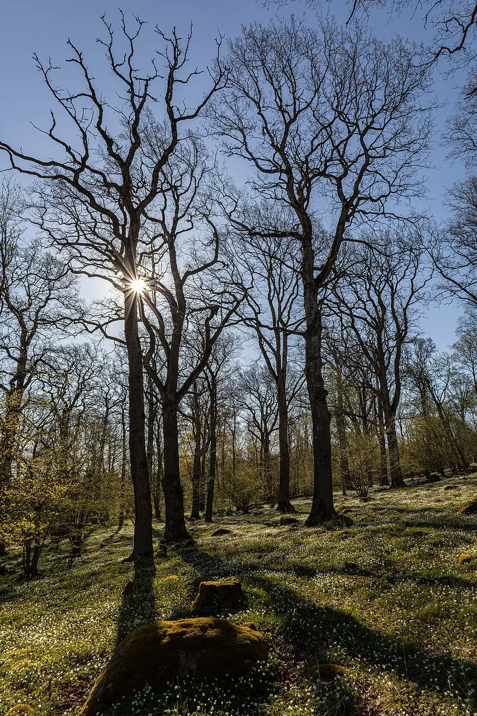Djurgårdens naturreservat, Västergötland