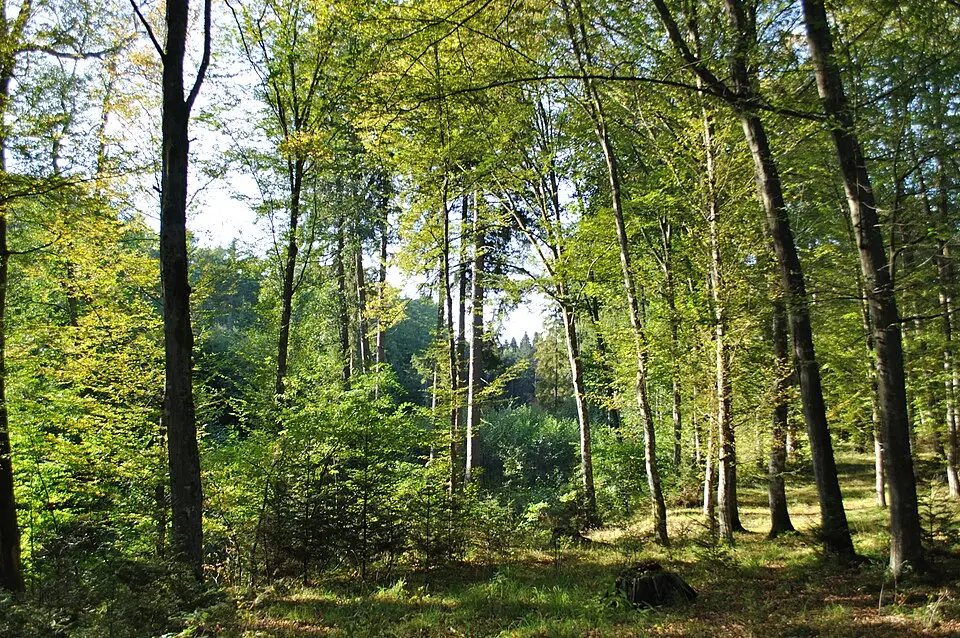 Park pałacowy z aleją dojazdową