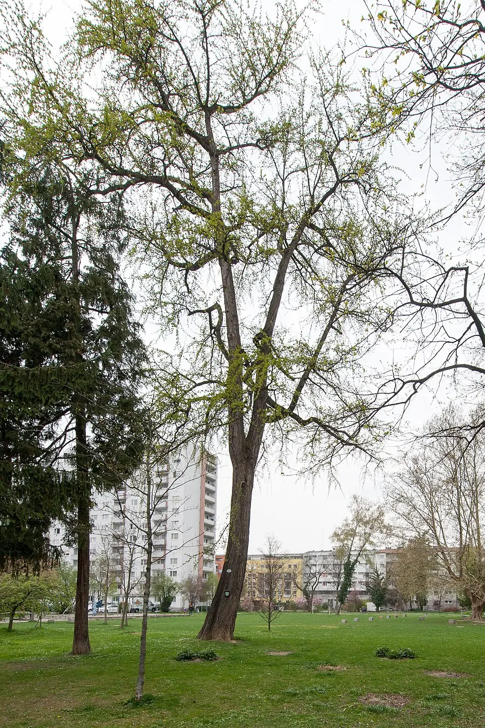 Ginkgobaum von Linz