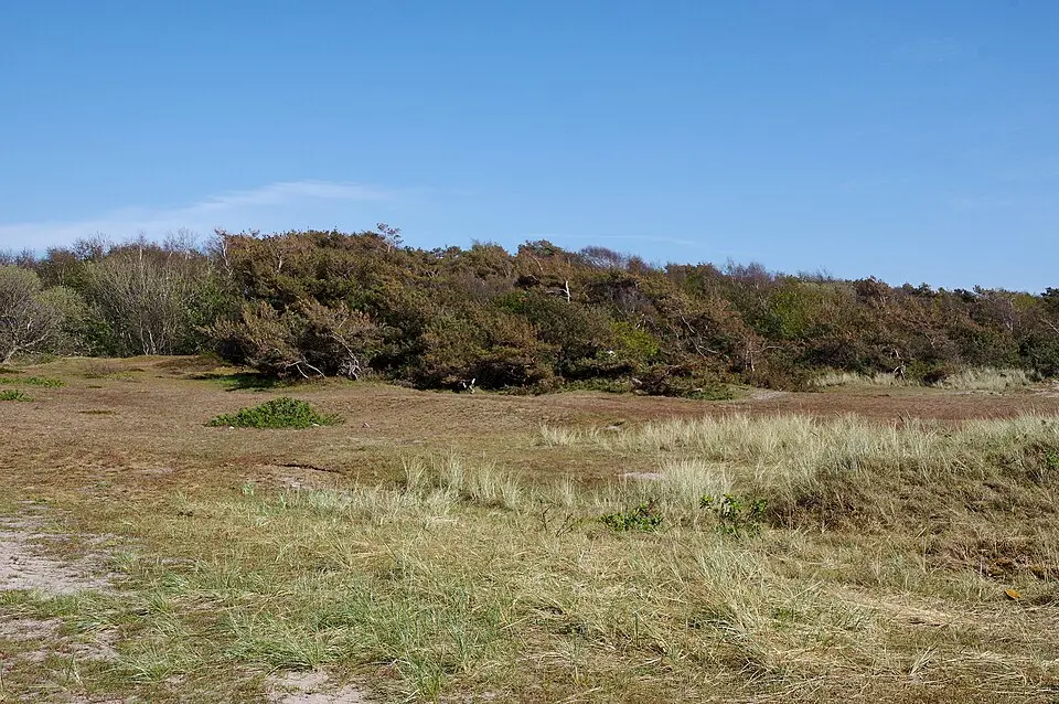 Domsten-Viken naturreservat