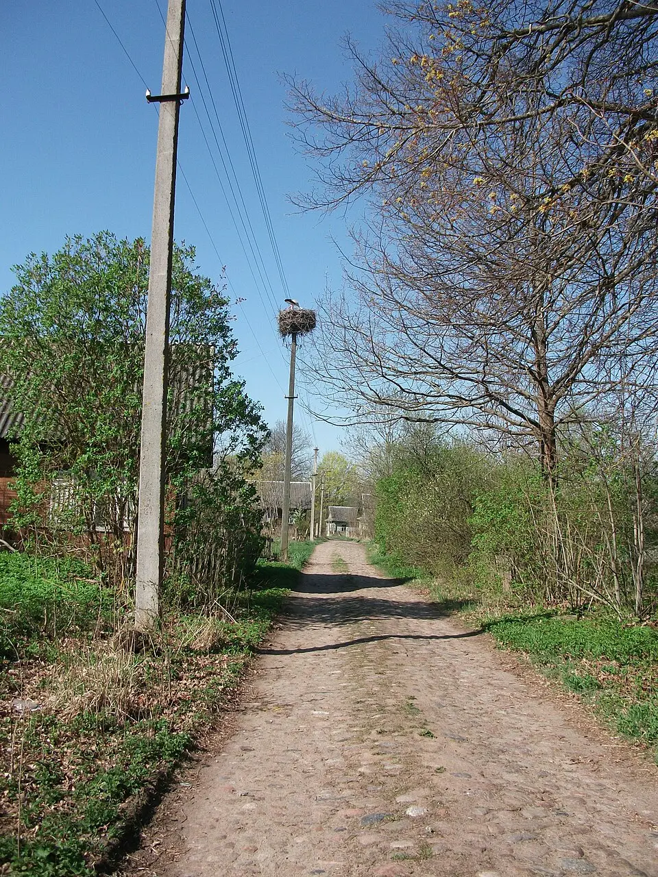 Дамуці