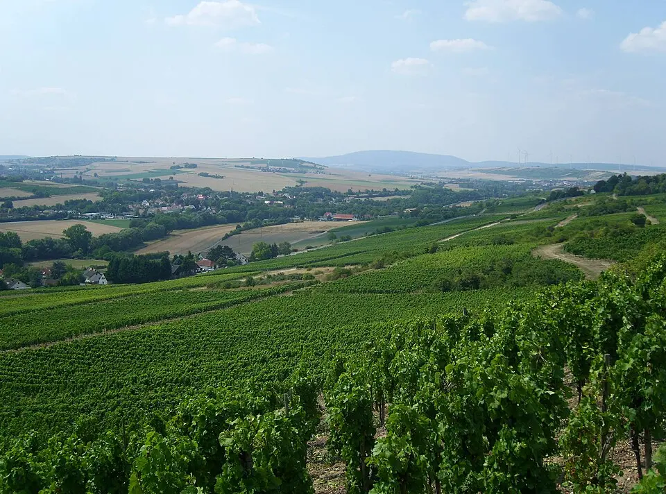 Saukopf (Pfalz)