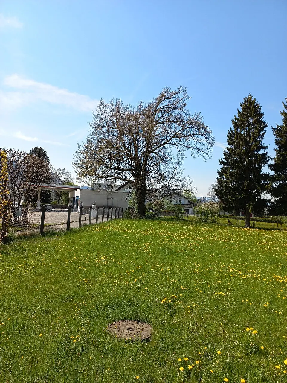 Natural monument Quercus robur (Dornbirn - Hatlerdorf)