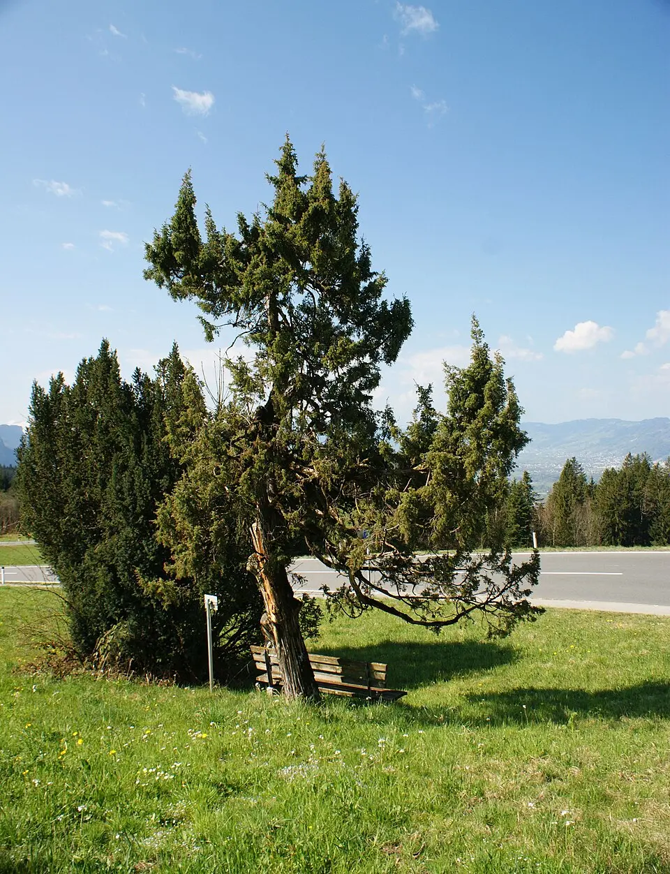 Slika: Asurnipal · CC BY-SA 4.0 Naturdenkmal Baumförmiger Wacholder