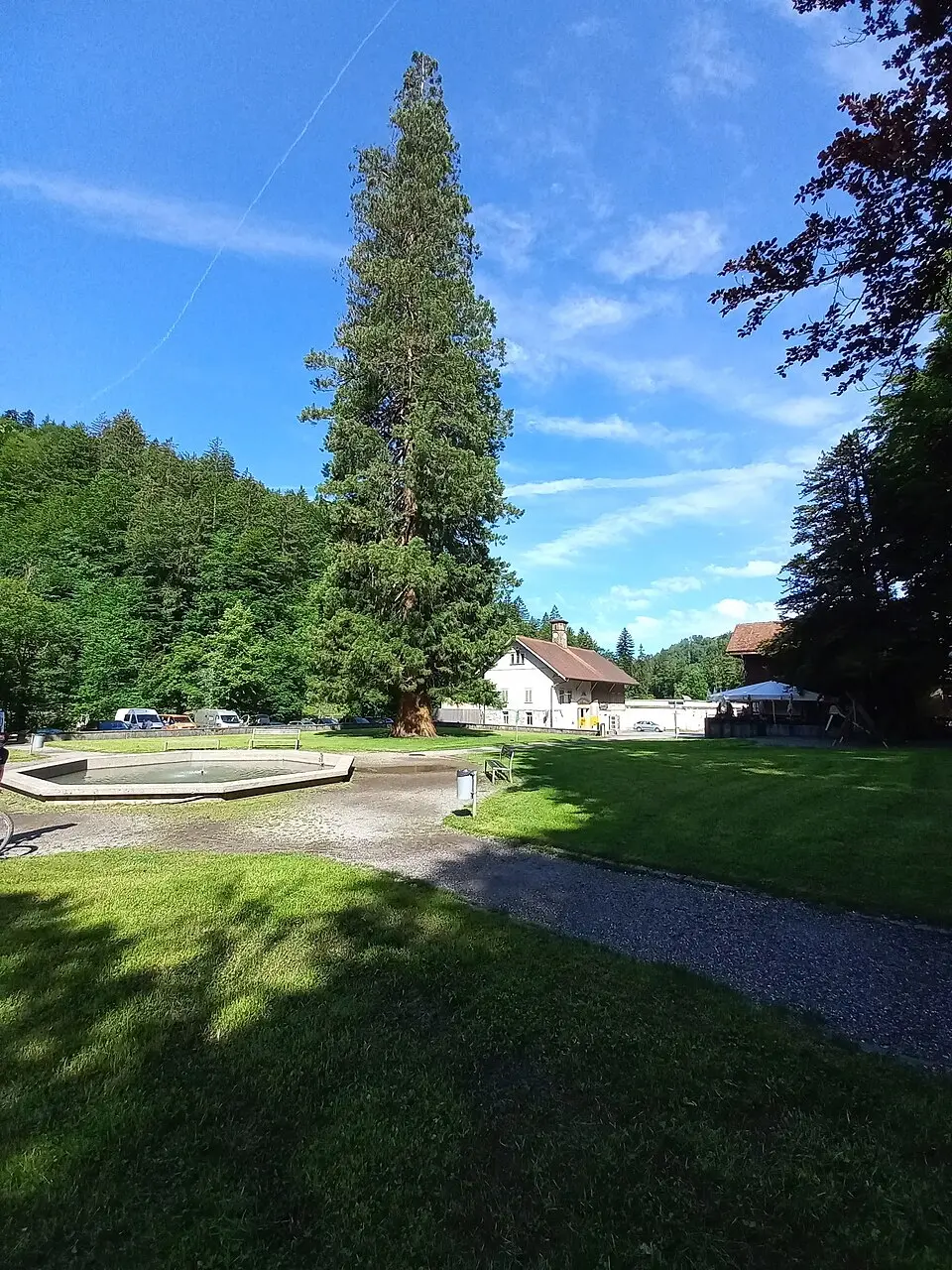 Naturdenkmal Mammutbaum
