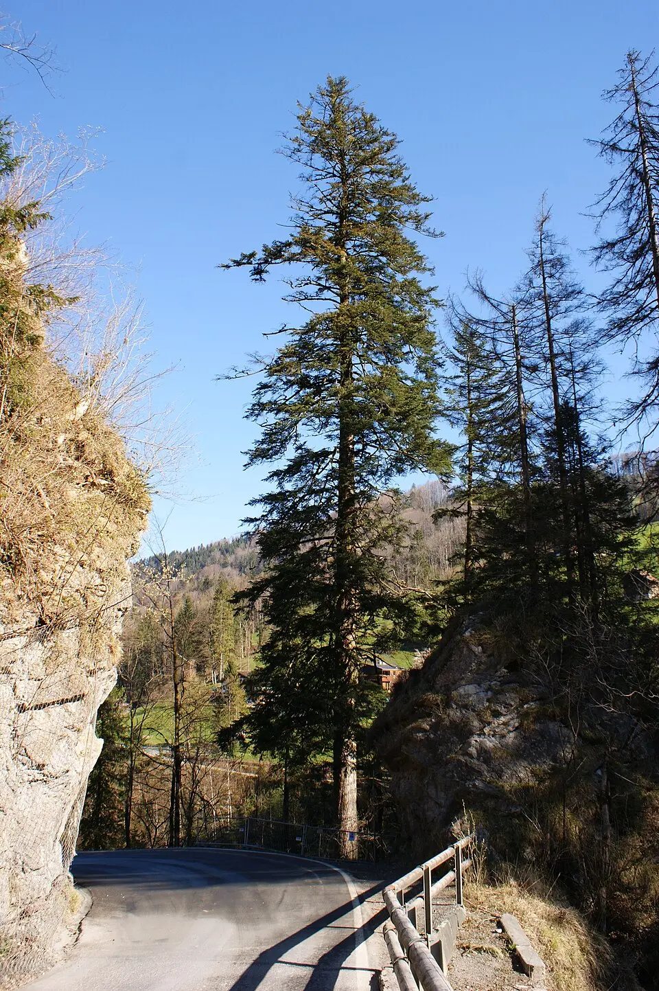Naturdenkmal Abies alba (Dornbirn-Gütle)