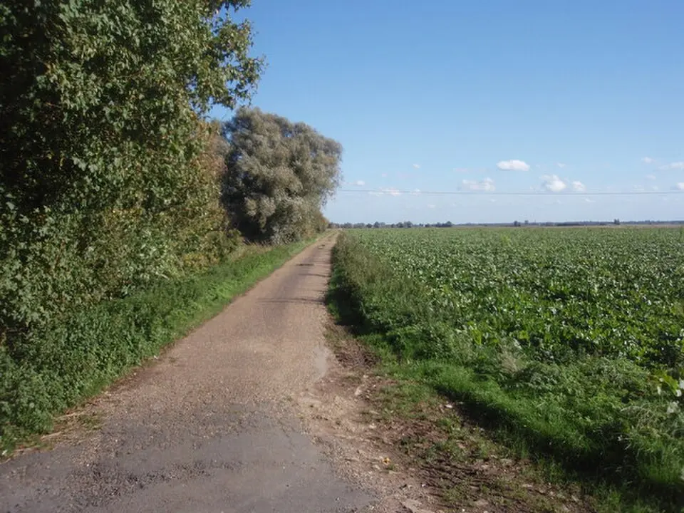 Borough Fen