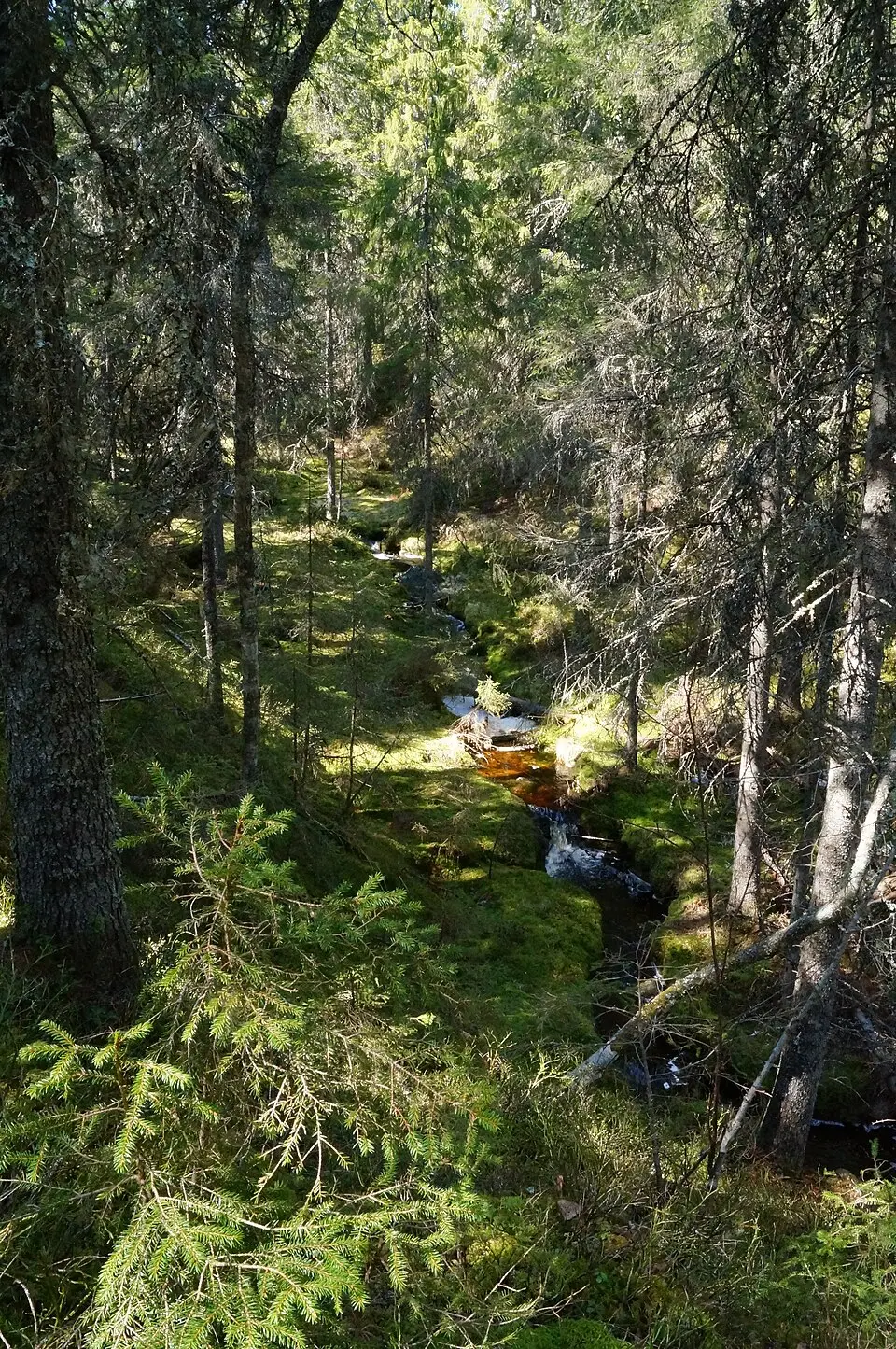 Bjännberget