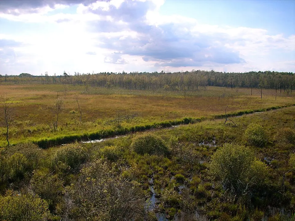 Dubringer Moor