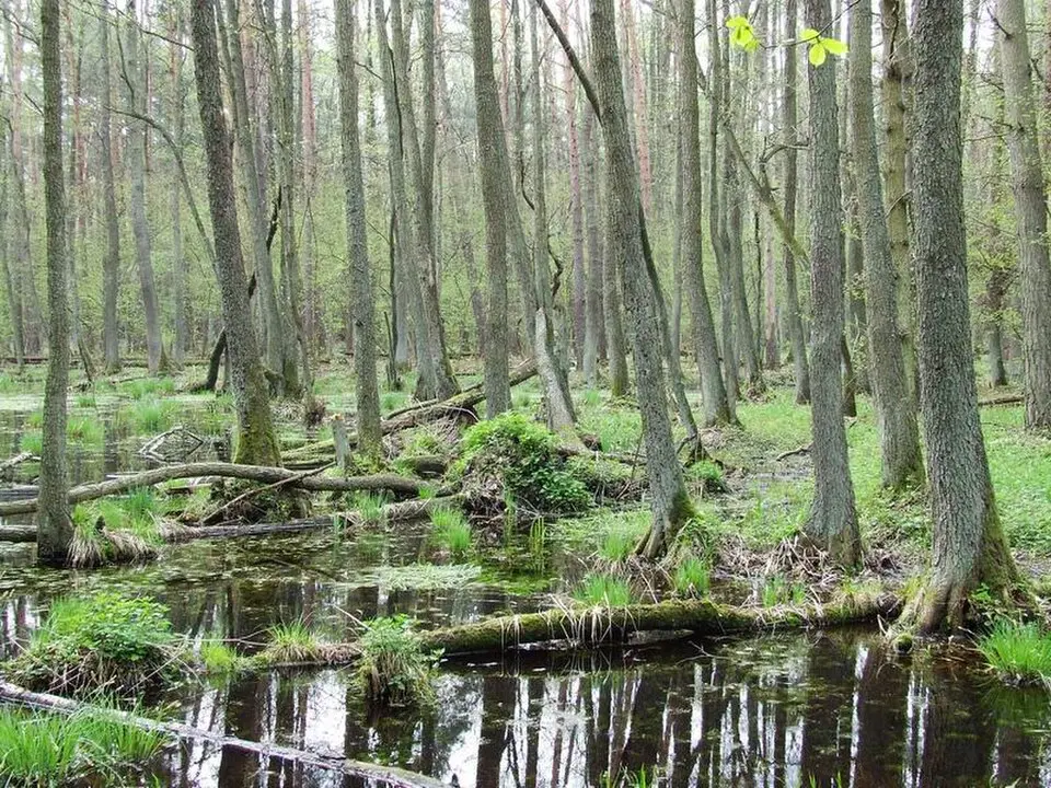 forêt de Kampinos
