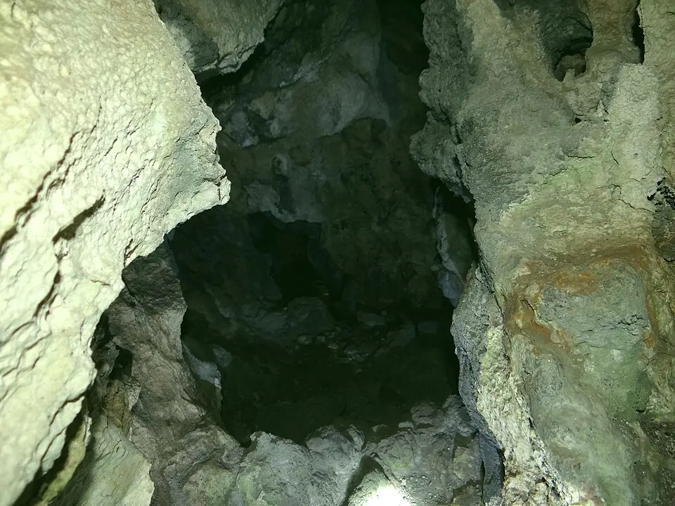 Dziurawiec na Tomaszówkach Dolnych