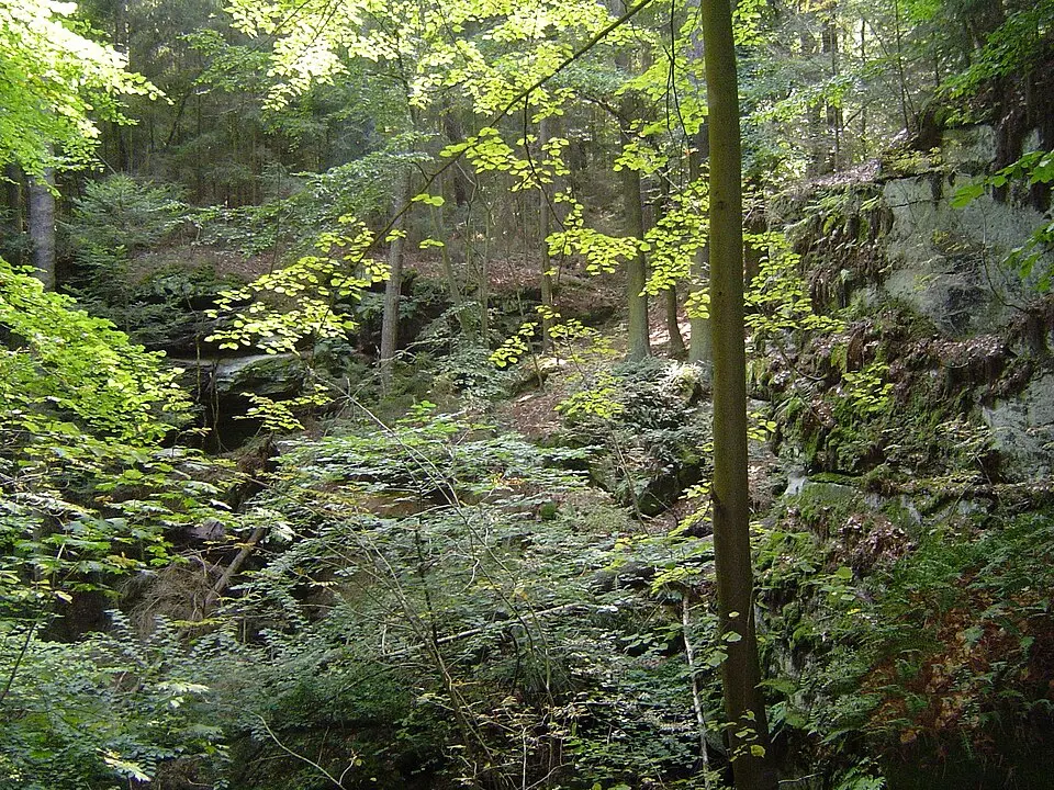 Heinersreuther Forst