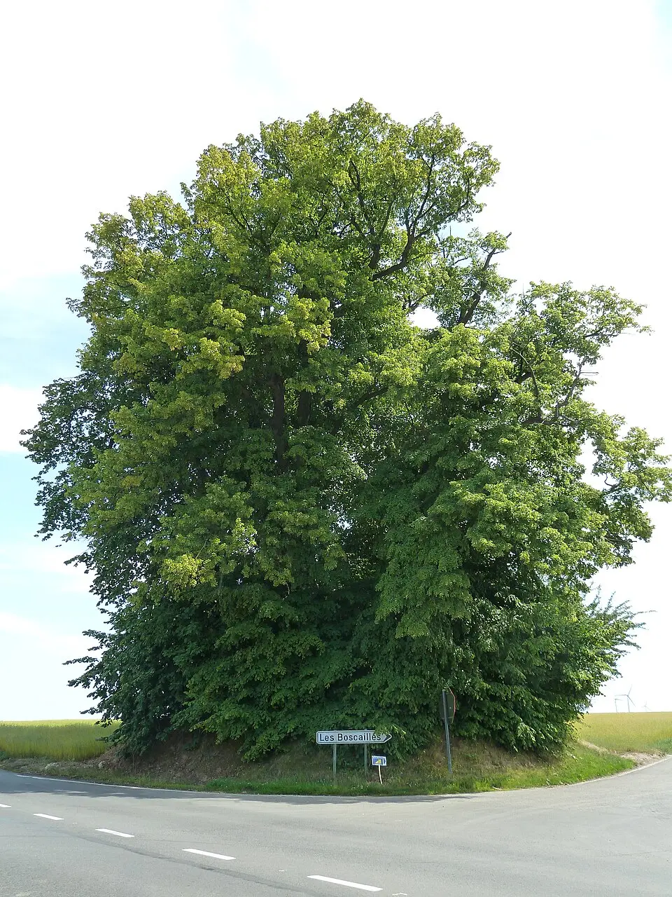 Tumulus aux Six Frères