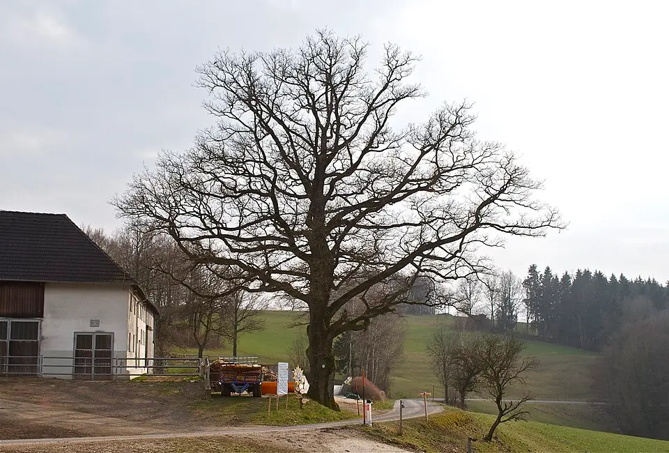 Bild: Stefan Hartig · CC BY-SA 3.0 AT Hauseiche