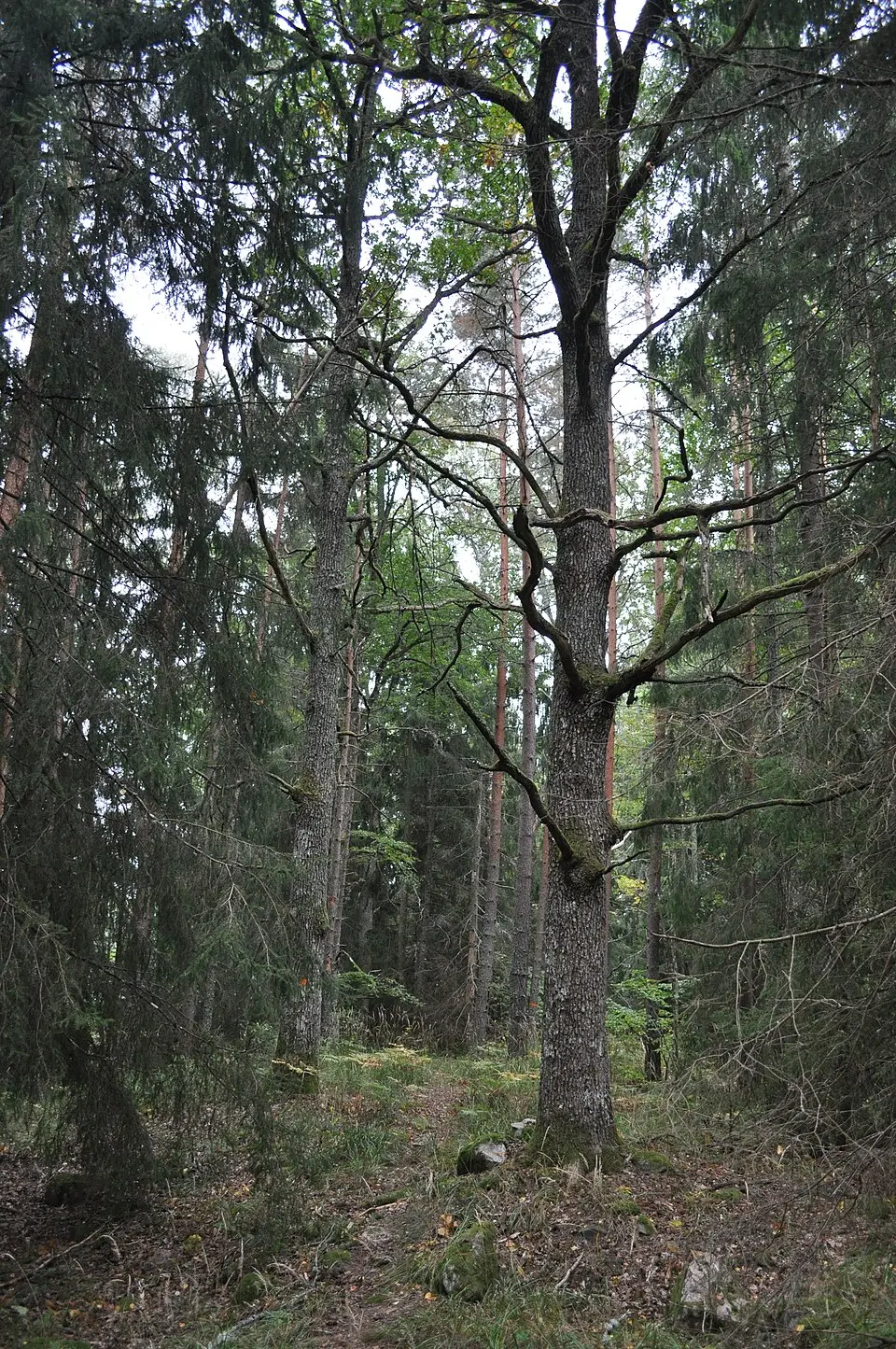 Magsjötorp