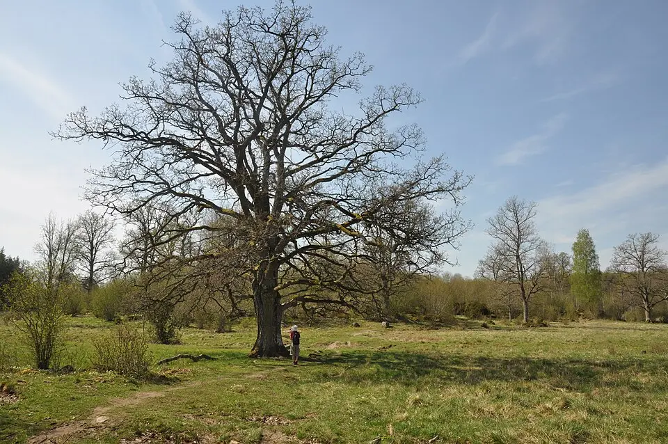Tinnerö eklandskap