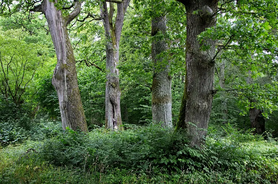 Hulans naturreservat